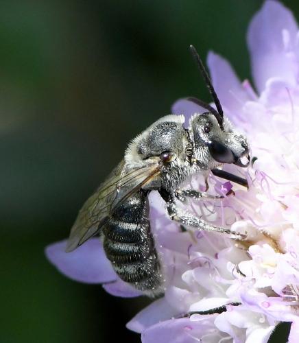 Lasioglossum albocinctum
